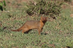 A dwarf mongoose out foraging