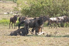 The next four photos show a wildebeeste giving birth. The calf is already looking round before it hits the ground