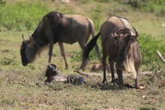 The newborn calf has to get up within about five minutes as it is in massive danger from predators, especially hyaenas