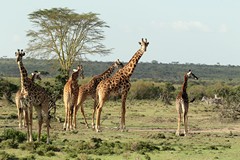 A tower of giraffe. These are Maasai Giraffe and are common in the Mara