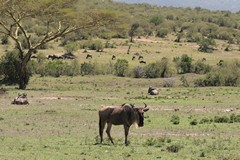 Open savannah, wildebeeste and bush covered hills are part of the Mara's characteristic look. Beautiful scenery