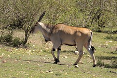 Eland are biggest antelope in Africa. They are part of the group of spiral horned bovines