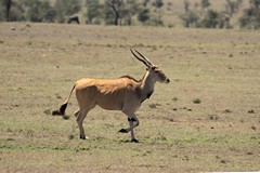Eland out on the plain, Both sexes have horns and a dewlap but males tend to get bigger