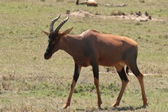 Topi are found throughout Eastern and Southern Africa, where they are called Tsessebe. They prefer floodplains and sumplands