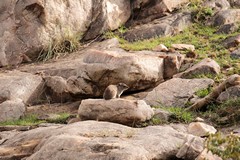 The bush or yellow-spotted hyrax is common in Kenya