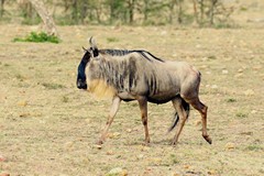 This western white-bearded wildebeeste has just delivered a stillborn calf