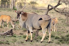 The biggest male tends to be domminant. Females are more nomadic than males