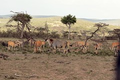 Elands browse foliage and herbs but are tempted by fresh grass. They are adapted to a higher protein low fibre diet