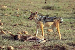 Jackals are quickly on a stillborn wildebeeste. Within minutes it is almost completely gone