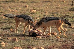 Black-backed jackals snatching as much meat in as short a time as possible