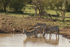 There are lots of places to drink in this area of the Mara, both waterholes and streams