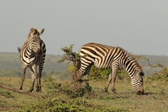 Grant's zebras