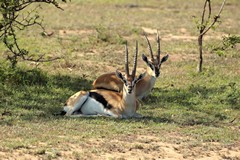 Thompson's gazelles resting in the shade