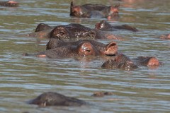 Hippos in the local river