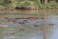 The hippos emerge at dusk to start feeding on grass