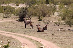 Defassa waterbuck are found in the Mara
