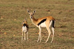 Thompson's gazelle prefer heavily grazed, trampled or even burnt grasslands