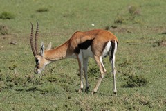 Thompsons gazelles are migratory but males often stay to defend a territory