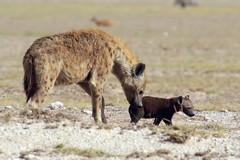 This hyaena is babysitting while other members of the clan are out looking for a meal
