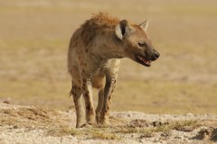 This spotted hyaena is heading home to its den