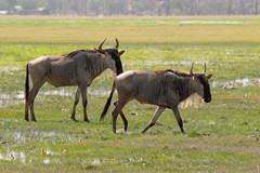 The short grass plains of Amboseli are ideal for the Eastern white-bearded wildebeeste
