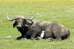 Small herds of Cape buffalo are scattered across the plain