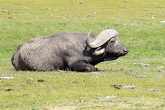 Cape buffalo chewing the cud