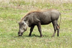There are a lot of warthogs in Amboseli