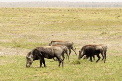 Warthog family. They've done well to survive so far