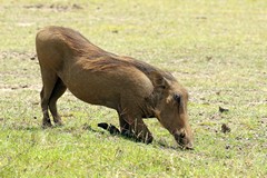 Warthogs often feed on their knees, digging up grass and roots