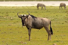 A wildebeeste will use its horns to defend itself and its calf