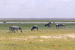 Mixed herds of zebra and wildebeeste are widely distributed on the grassland