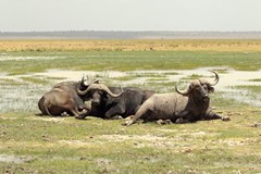 Swamps provide a permanent supply of water for buffalos. To digest grass they can produce up to a gallon of saliva daily