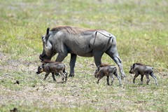 Good to see lots of baby warthogs. Thriving warthogs are a sign of a healthy ecosystem