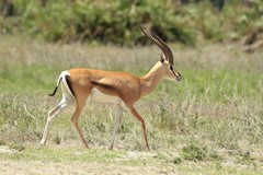  Grant's gazelle. Some have the dark stripe and others don't. It varies even in one location