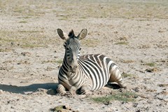 Zebra foal resting