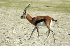 There are a lot of Thompson's gazelles in Amboseli