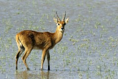 The bohor reedbuck lives close to water, and is common around the swampland