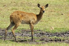 The female bohor reedbuck does not have horns