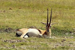 Thompson's gazelle. They thrive on the short grass plains