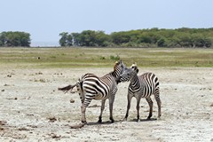 Two zebras will often stand like this, probably to gain all round vision of th area