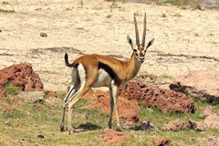 Many Thompson's gazelles spread out in one area will corodinate their movements to fresh pasure or water