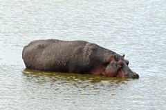 Hippos can be one of the most dangerous animals in Africa