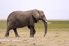 The drought conditions make finding enough food difficult for the elephants
