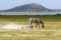  Zebras often enjoy a dust bath