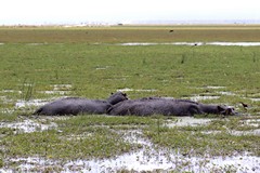 Hippos generally leave the water at night to fed on grass