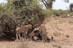 A family of cheetahs resting up in the shade