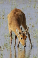 Bohor reedbuck feed mostly at night and will travel up to eight kilometers