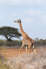 Giraffes were seen on the edges of the park where there is more bush