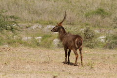 Common waterbuck are found in Amboseli. Photography was made difficult by the heat haze